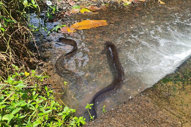 Moorea Aito 4WD Safari Tour - Half day - Who should book this Moorea safari