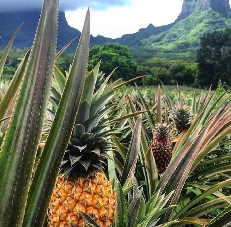 Moorea Cruise Ships: 4x4, Belvedere,Magic Mountain pineaple - The ride into Opunohu Bay and the mountain interior