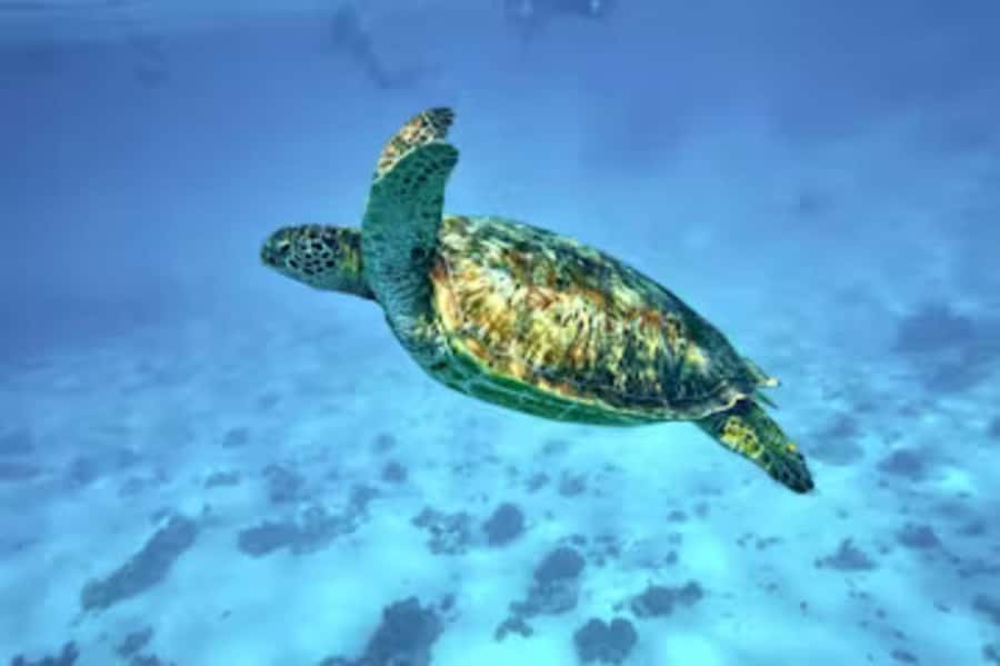 Moorea: Glass Bottom Boat Adventure with Lagoon Wonders - Underwater tikis connect the lagoon to Polynesian tradition