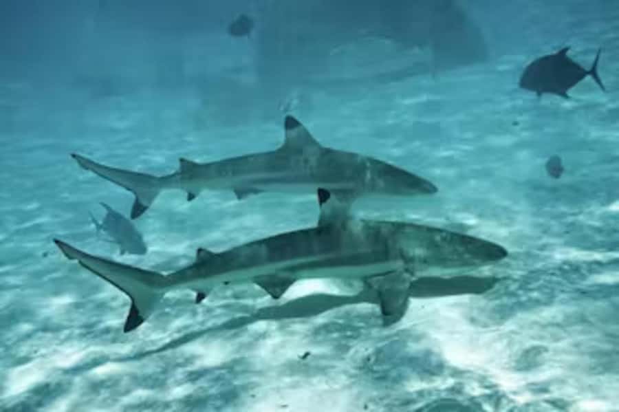 Moorea: Glass Bottom Boat Adventure with Lagoon Wonders - Who should book this lagoon adventure?