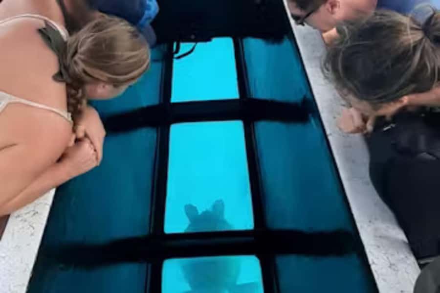 Moorea: Glass Bottom Boat Adventure with Lagoon Wonders - The turtle sanctuary starts the day
