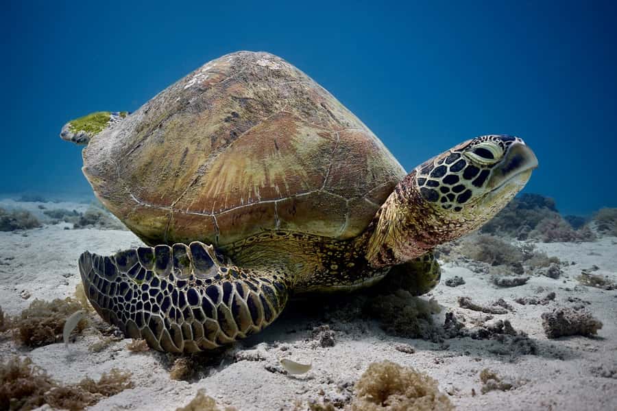 Moorea: Hauru Lagoon 3-hour Guided Kayak Tour with Snack - Marine life without a chase