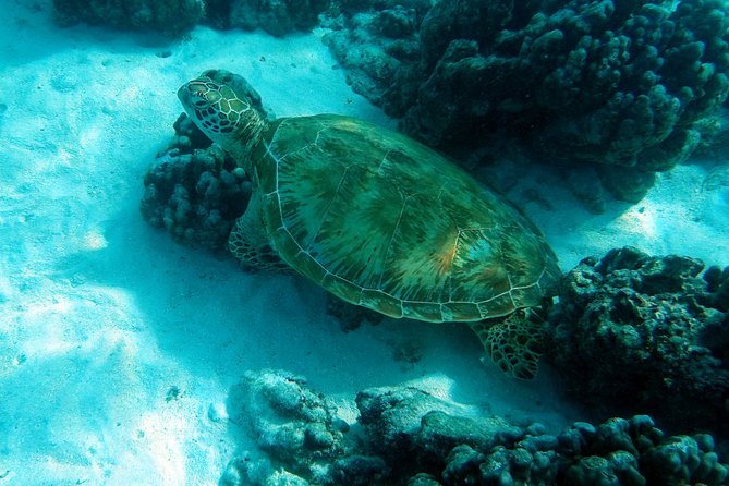 Moorea Lagoon Tour by Transparent Kayak - Meeting the guide at Tiahura
