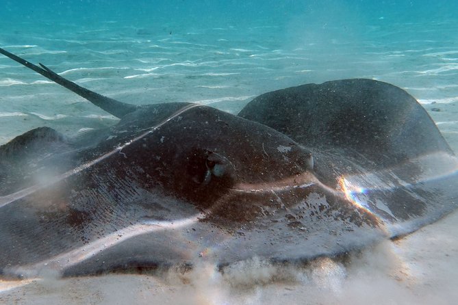 Moorea Lagoon Tour by Transparent Kayak - Snorkeling with sharks and stingrays
