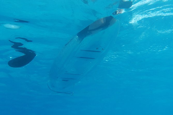 Moorea Lagoon Tour by Transparent Kayak - Paddling over Moorea’s coral reef