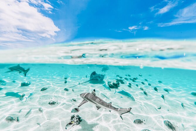 Moorea: Private 4-Hour High-End Boat Excursion - Out past the reef and through the south-coast passes