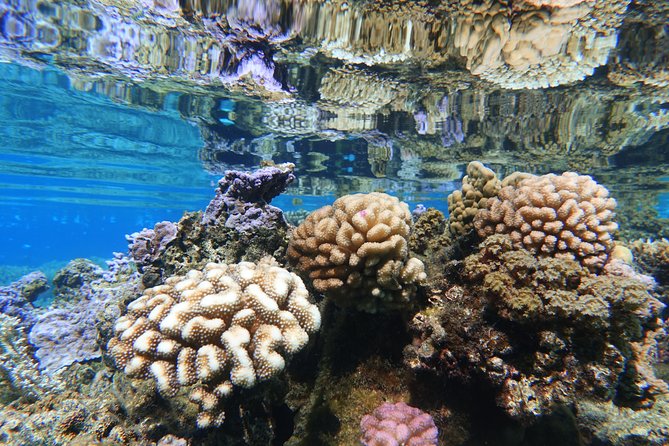 Moorea Private Boat Tour / Sea Scooter Snorkeling Tour - Hotel pickup, meeting points, and timing