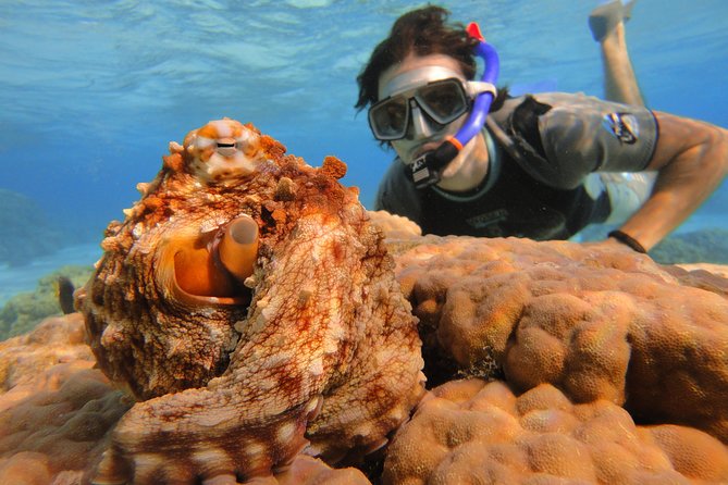 Moorea Private Boat Tour / Sea Scooter Snorkeling Tour - Is the $1,125.96 price worthwhile?
