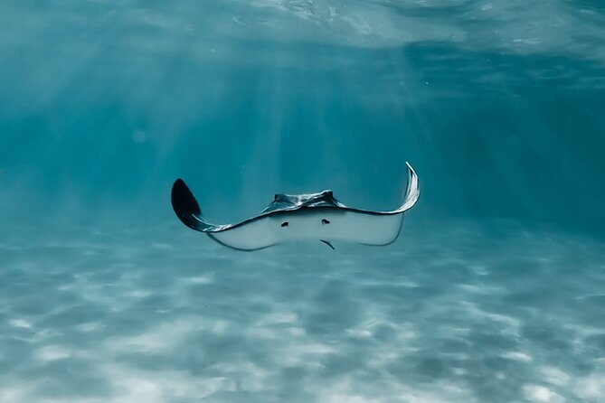 Moorea: Private Snorkeling Tour with Certify Guide - Why this private Moorea outing feels different