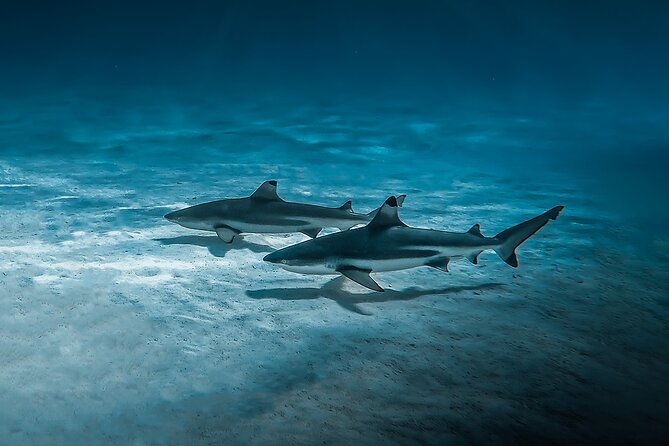 Moorea: Private Snorkeling Tour with Certify Guide - The value of $1,214.64 for up to six people