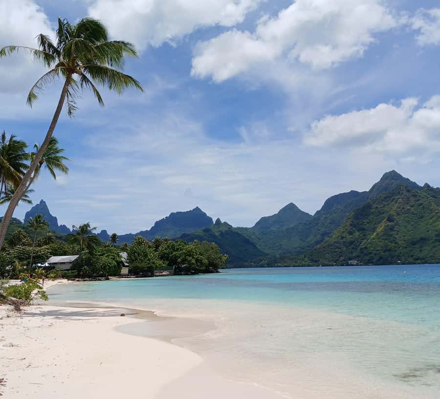 Moorea : Safari Nature and Culture Tour with local guide - Tasting at the juice factory and distillery