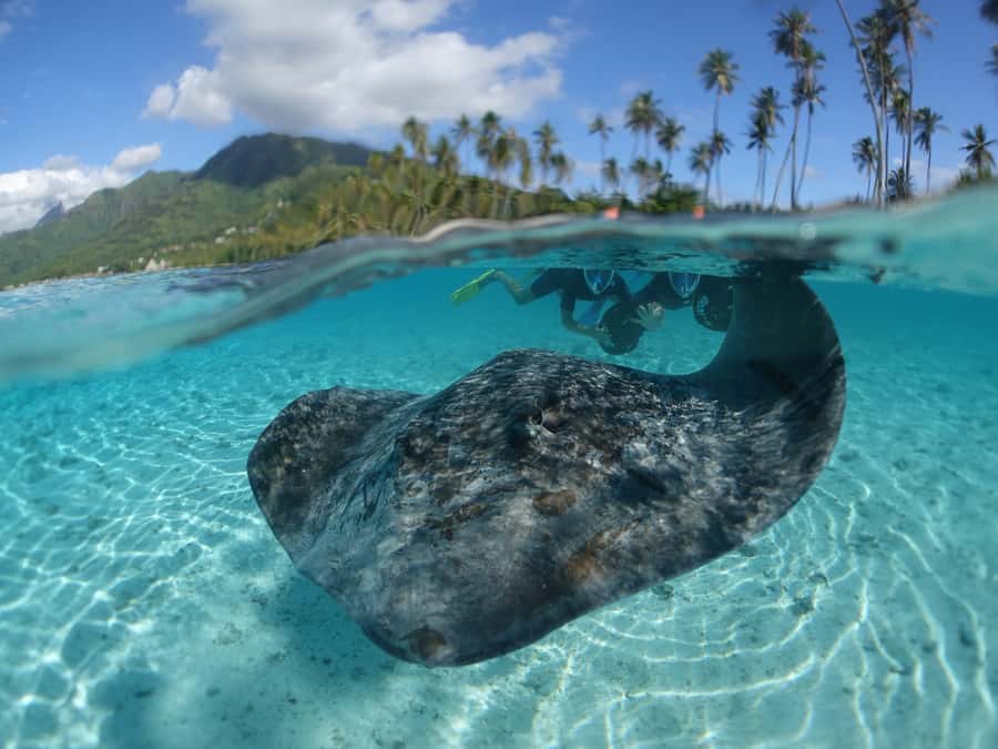 Moorea: Sea Scooter Snorkeling Tour - Why this Moorea sea scooter tour is worth considering