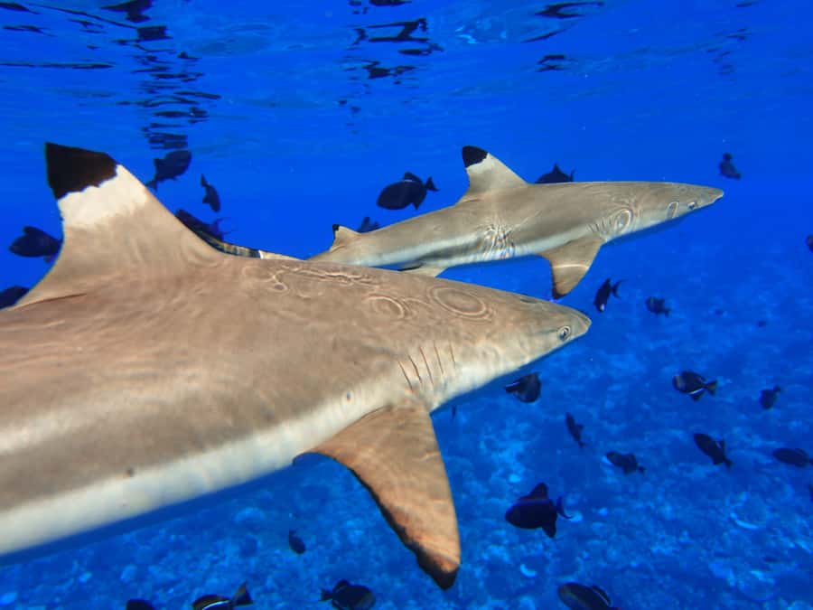 Moorea: Sea Scooter Snorkeling Tour - Turtles, rays, sharks, and the luck factor
