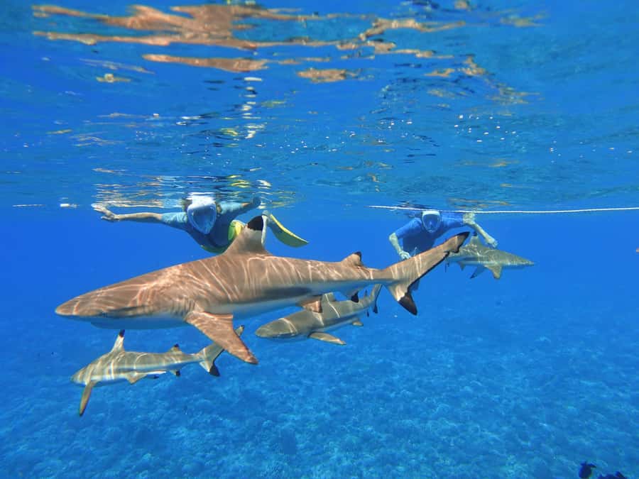 Moorea: Sea Scooter Snorkeling Tour - Why the scooter changes the snorkeling