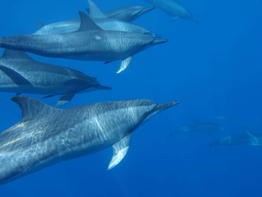 Moorea: Sea Scooter Snorkeling Tour - Small groups, equipment, and comfort