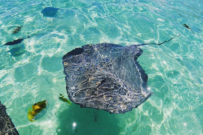 Moorea Solo or Twin 2 hours Jet Ski Tour - The 20-minute stingray and shark stop