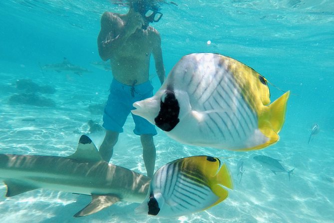 Moorea Solo or Twin 3 hours Jet Ski Tour - Motu Tiahura and the wildlife stop