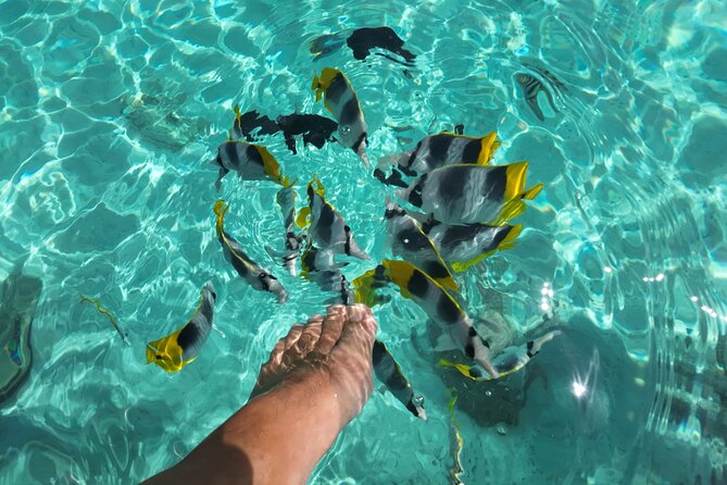 Moorea Solo or Twin Island Tour Jet Ski 4 hours - Transfers from your hotel or port