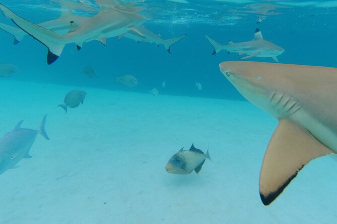 Moorea Solo or Twin Island Tour Jet Ski 4 hours - Practical choices that improve the day