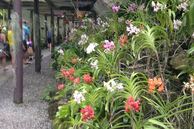 Mud Pools, Gardens, Markets, Temple & Shopping-Nadi Tour half day - The Guide and the Pace of the Day