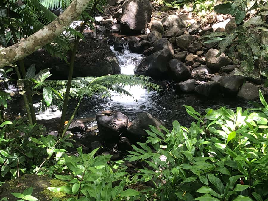 Must-Do : Nature, Culture & Moments Uniques – MirimirI Tours - Why this Raiatea tour feels different