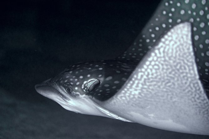 Night Snorkeling - Key points about Moorea’s night snorkel