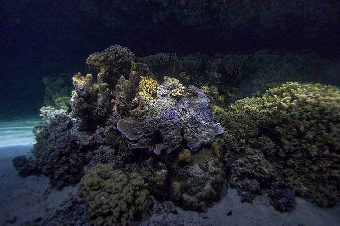 Night Snorkeling - Why a guide matters after dark