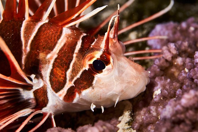 Night Snorkeling - The equipment and physical demands