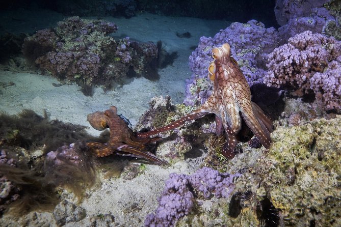 Night Snorkeling - Is $120 a fair price?