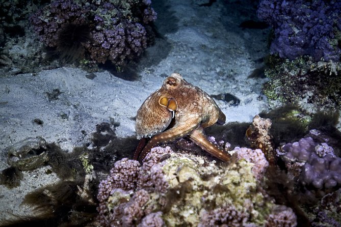 Night Snorkeling - Who should book this experience?