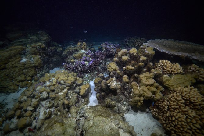 Night Snorkeling - The briefing makes the dark water easier