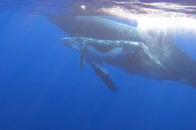 Observe and Swim with Whales in Tahiti - A respectful approach to whales