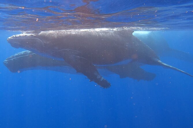 Observe and Swim with Whales in Tahiti - What the $169.10 price includes