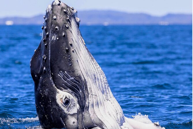 Observe and Swim with Whales in Tahiti - Who will enjoy this three-hour outing