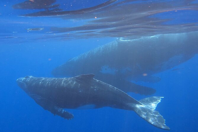 Observe and Swim with Whales in Tahiti - What the boat ride is like