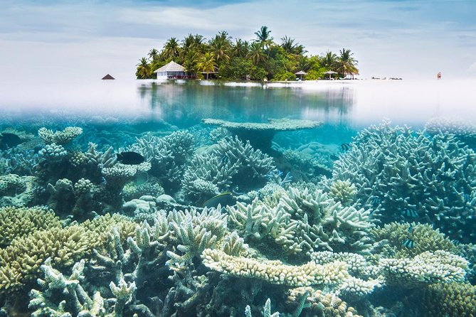 Other side of heaven Eco friendly snorkeling adventure - Coral, fish, and the chance of a turtle