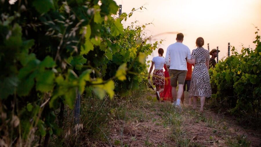Palau: wine tasting in a Gallura winery - What the $98 price really covers