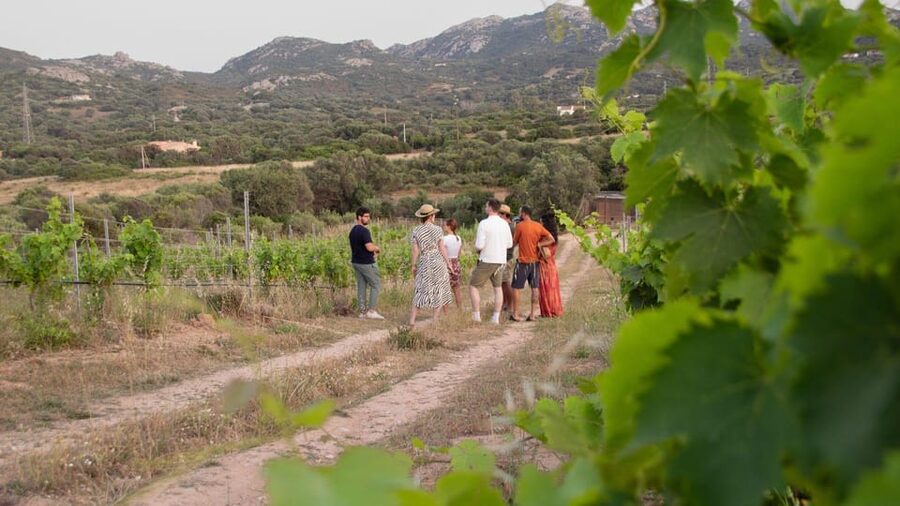Palau: wine tasting in a Gallura winery - Who will enjoy this Palau wine experience