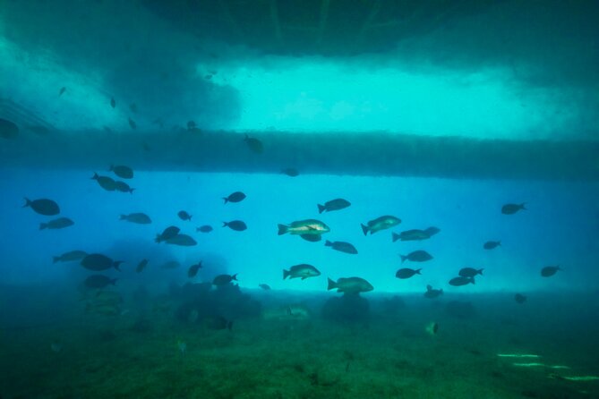 Ponton Day Trip SWIM with fish’s All meals included & Transport - Seafood Lunch, Snacks, and Time to Relax