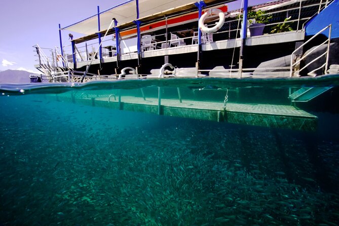 Ponton Day Trip SWIM with fish’s All meals included & Transport - Timing Your Cruise Day Carefully