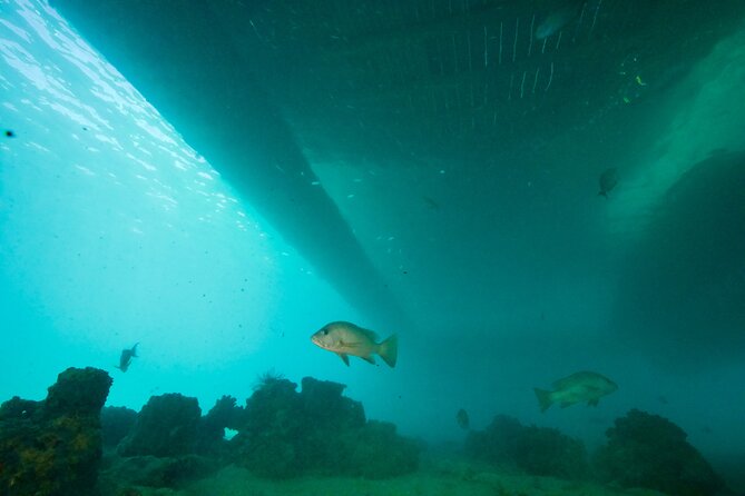 Ponton Day Trip SWIM with fish’s All meals included & Transport - What I Like Most About This Experience