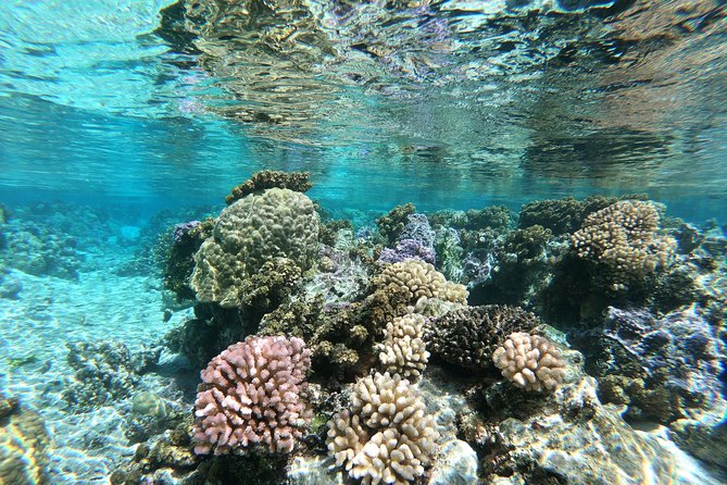 Private Boat Tour of Moorea Lagoon - Fruit, chilled juice, and a useful break