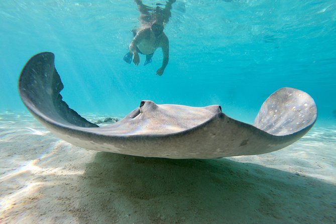 Private Boat Tour of Moorea Lagoon - Photos are a major part of the value