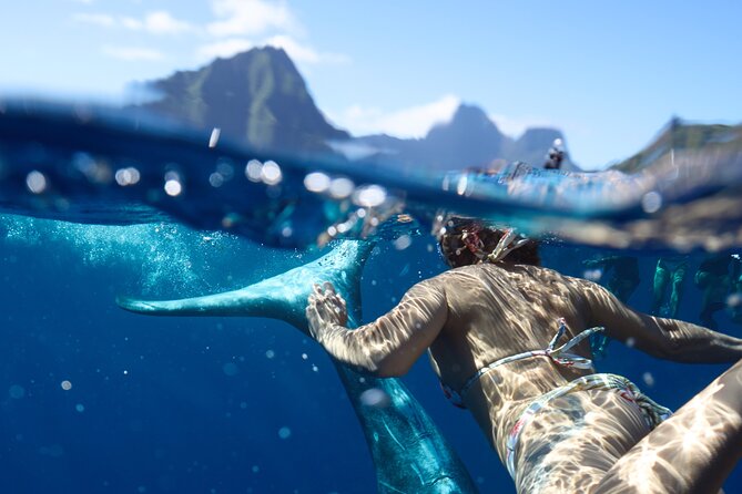 Private boat tour to swim with whales and sharks - What the four-hour outing actually involves