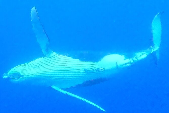 Private boat tour to swim with whales and sharks - The safety decisions are part of the value
