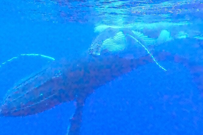 Private boat tour to swim with whales and sharks - Physical comfort, swimming ability, and preparation