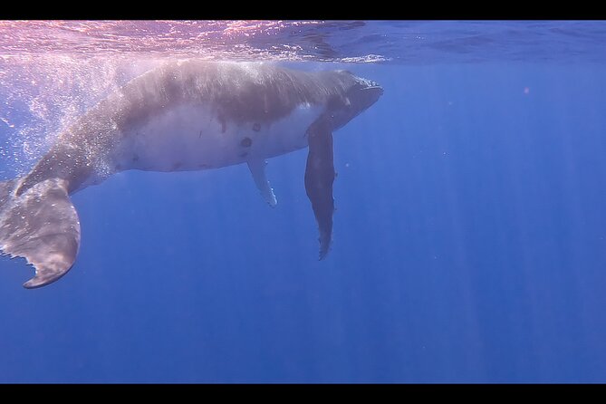 Private boat tour to swim with whales and sharks - Weather, cancellations, and the 24-hour rule