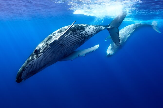 Private boat tour to swim with whales and sharks - Why the private format matters at $959.57