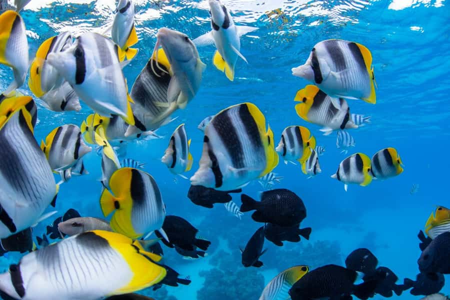 Private Bora Bora Lagoon Snorkel Cruise with BBQ Picnic - What the schedule feels like in practice