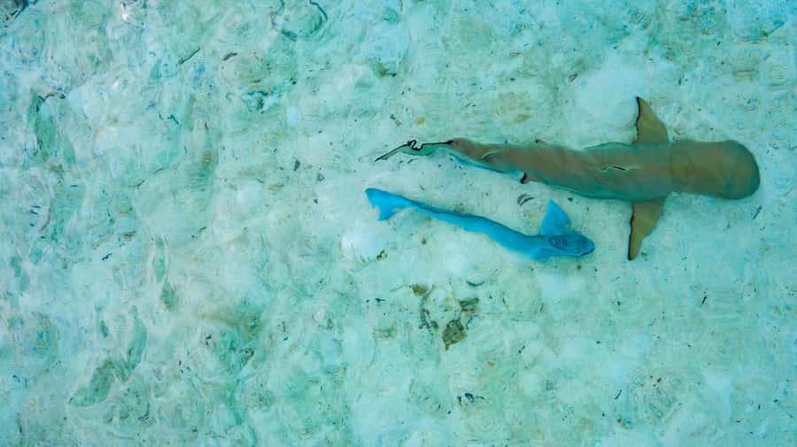 Private Bora Bora Lagoon Snorkel Cruise with BBQ Picnic - Three hours among rays, sharks, and coral gardens